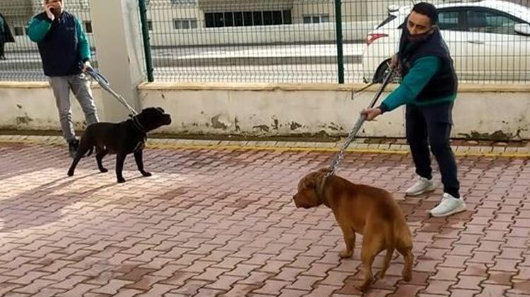 Pitbull dehşetinde yeni gelişme! Valilikten açıklama geldi
