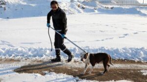 Pitbull paniği! İhbar geldi, harekete geçildi
