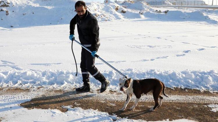 Pitbull paniği! İhbar geldi, harekete geçildi