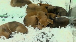 Son dakika… Pet shoplarda hayvan satışı 7 ay sonra sona erecek
