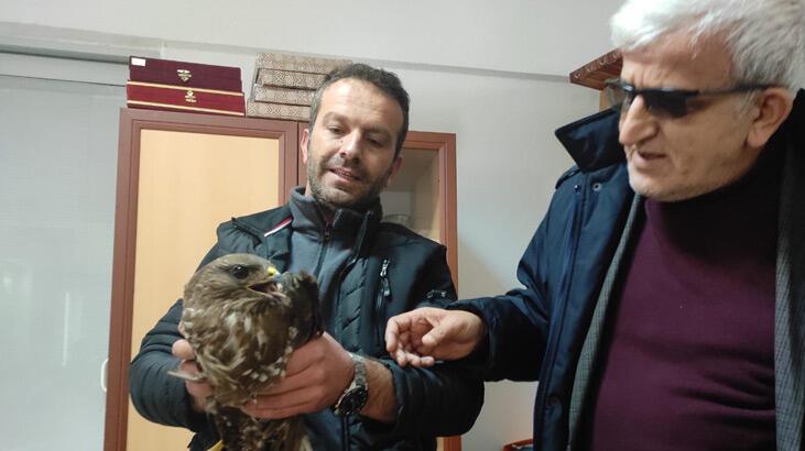 Yaralı kartal tedavisinin ardından doğaya salındı