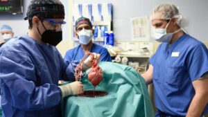 ABD’de domuzdan insana ilk kalp nakli