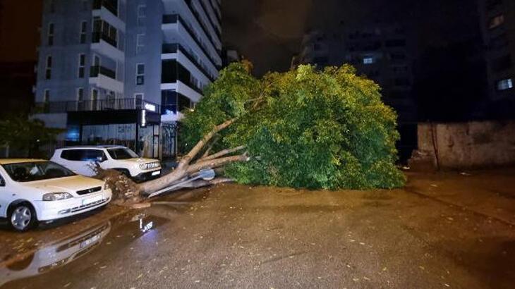 Adana’da fırtına nedeniyle 15 metrelik ağaç devrildi