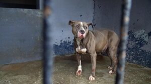 Avcılar’da sokakta korku yaratan pitbull barınakta
