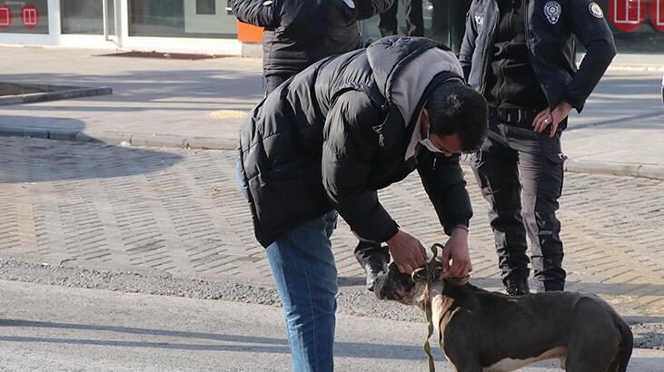 Başıboş pitbull tedirginliğe neden oldu