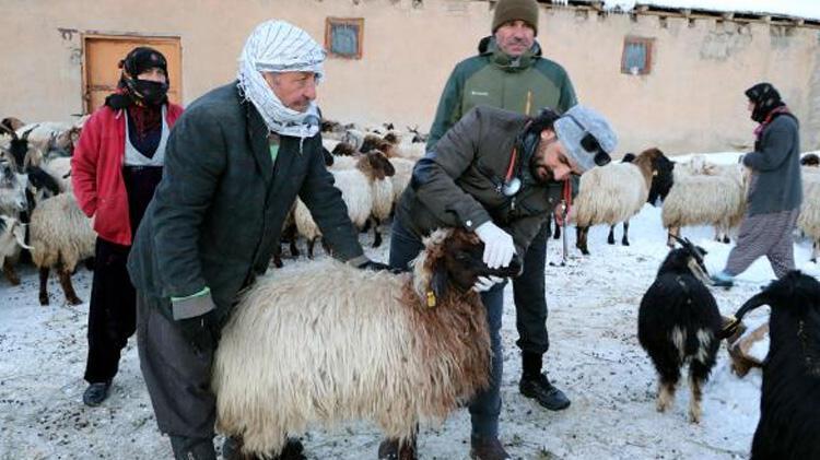 Bir haftada 26 koyunu öldü; nedeni araştırılıyor