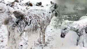 ‘Buz tutan eşek’ görüntüleri olay oldu! Ekipler harekete geçti