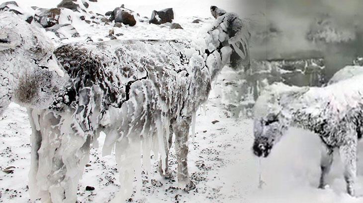‘Buz tutan eşek’ görüntüleri olay oldu! Ekipler harekete geçti