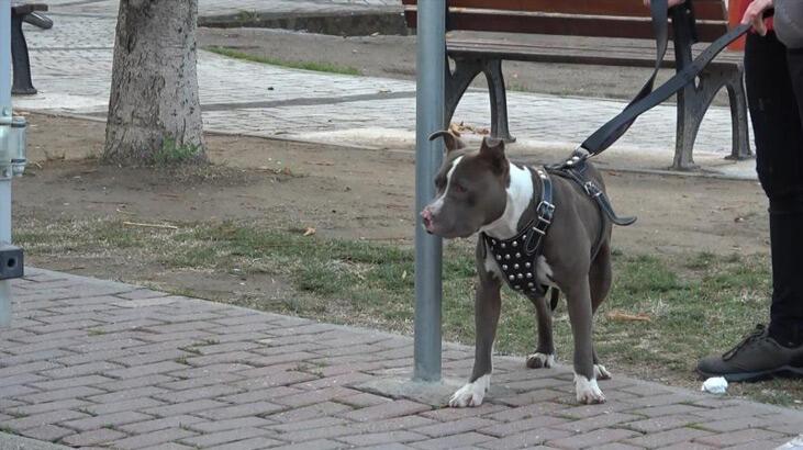 Çocuk parkına terkedilen Pitbull’u kemeriyle yakaladı