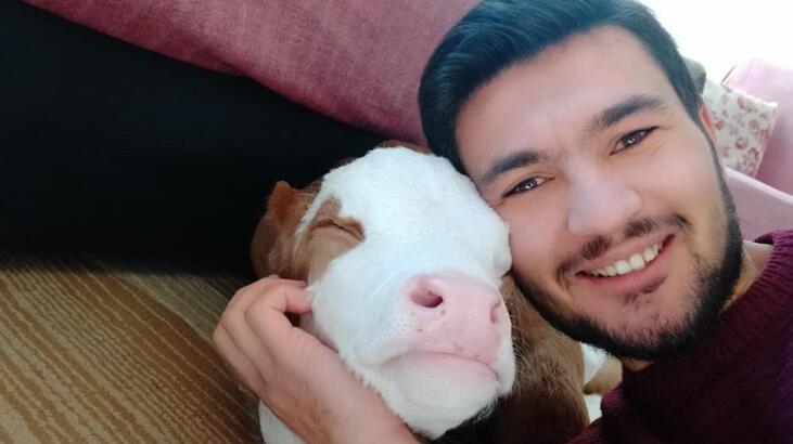 Erken doğan buzağıya anne şefkati! Ayağında sallayıp ninni söyleyerek uyutuyor