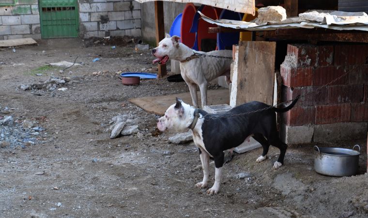 Gaziantep’te 10 günde 9 Pitbull, sokağa bırakıldı