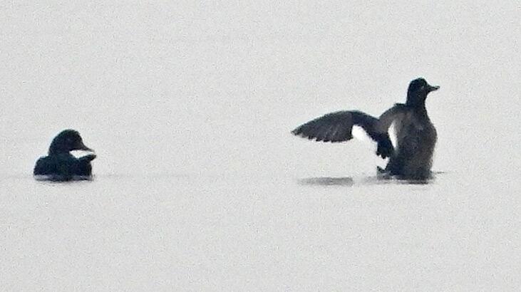 Hersek Lagünü’nde kadife ördek görüldü