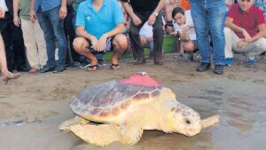 Kaplumbağa Tuba Hırvatistan’da