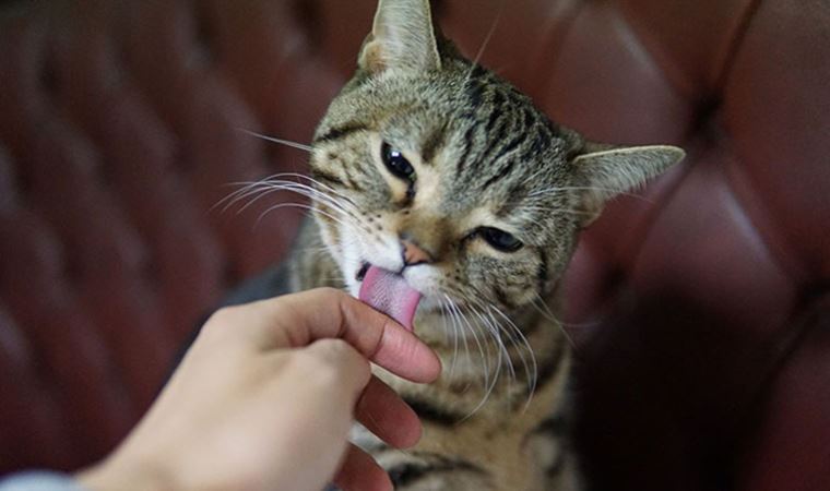 Kedinizin sizi yalamasının 4 olası sebebi