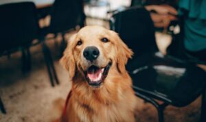 Köpek sahibi olmak neden sizi daha sağlıklı yapar?