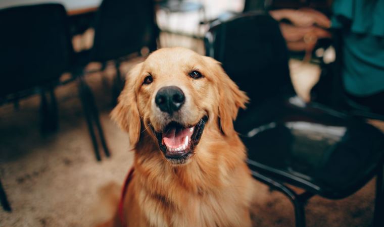 Köpek sahibi olmak neden sizi daha sağlıklı yapar?