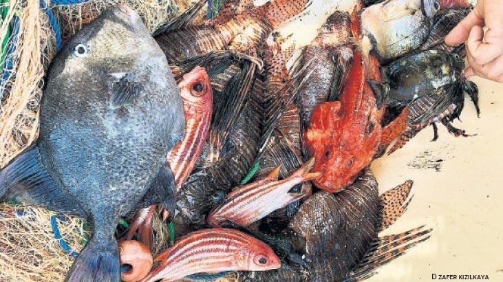 Mavi gelecek, deniz hıyarı ve yosunda