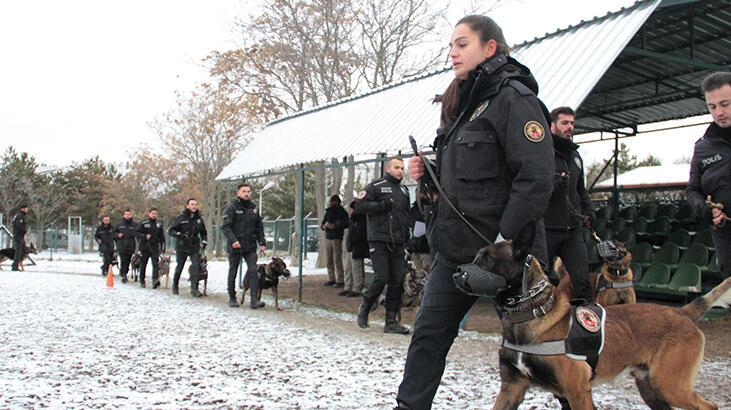 Operasyonların gizli kahramanları! ‘Dedektör köpekler’ böyle eğitiliyor