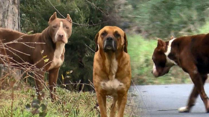 Ormanlar yasaklı ırk köpekler ile doluyor