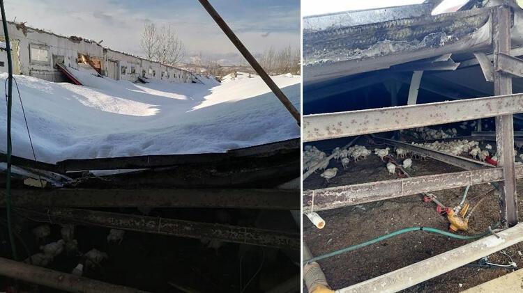 Sakarya’da çiftliğin çatısı çöktü; 25 bin tavuk öldü