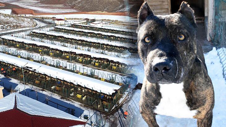 Sivas’ta 6 ayda 40 yasaklı ırk teslim edildi