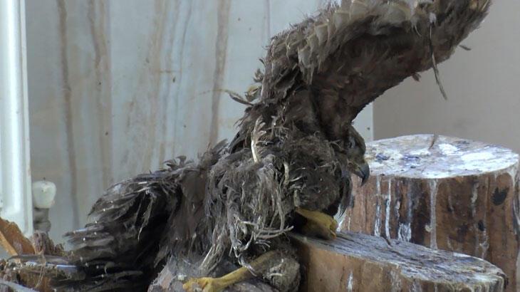 Tehlike çanları! ‘İnsanlara daha çok hastalık bulaşacak’