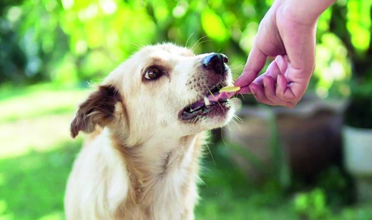 ‘Türkiye’nin tek hayvan psikoloğu’, terk edilen hayvanların travmalarını anlattı