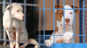 Veteriner Hekimler Odası Başkanı: Yasaklı ırklarda yavru ve hasta köpekler için düzenleme yok