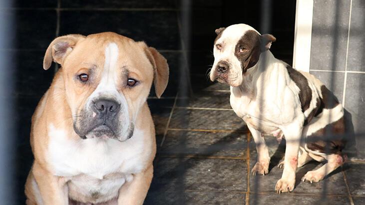 ‘Yasaklı ırk’ dramı! Ömür boyu 5-10 metrekarelik kafeste yaşıyorlar