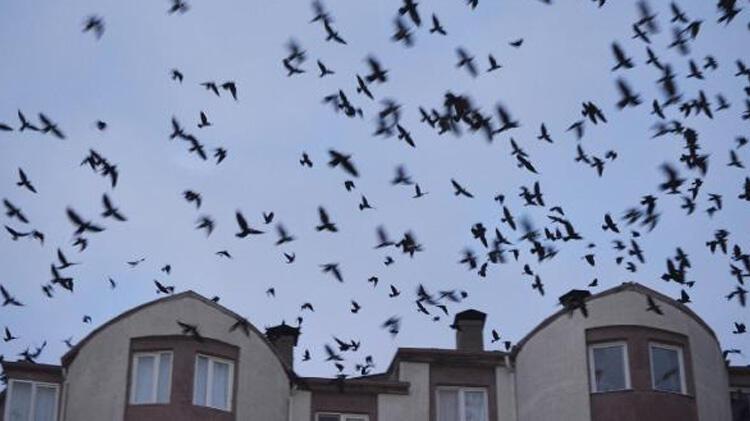 Yer: Aksaray! Mahalle, kargaların istilasına uğradı