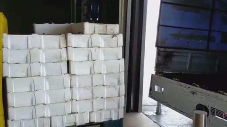 Boy yasaklarına uyulmadan avlanan 2 buçuk ton istavrite el konuldu