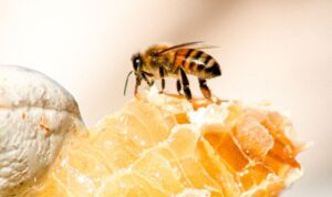 Hamile ve emziren annelere ‘propolis’ tavsiyesi: ‘Koruyucu etki gösteriyor’