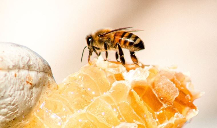 Hamile ve emziren annelere ‘propolis’ tavsiyesi: ‘Koruyucu etki gösteriyor’
