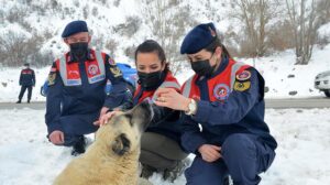 ‘HAYDİ’ ile 31 bin 17 ihbara müdahale edildi