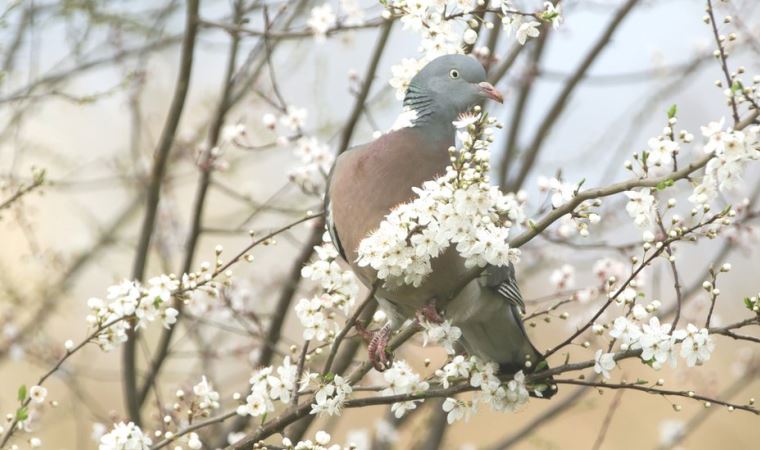 İklim krizi: Yeni bir araştırmaya göre İngiltere’de bitkiler artık bir ay erken çiçek açıyor