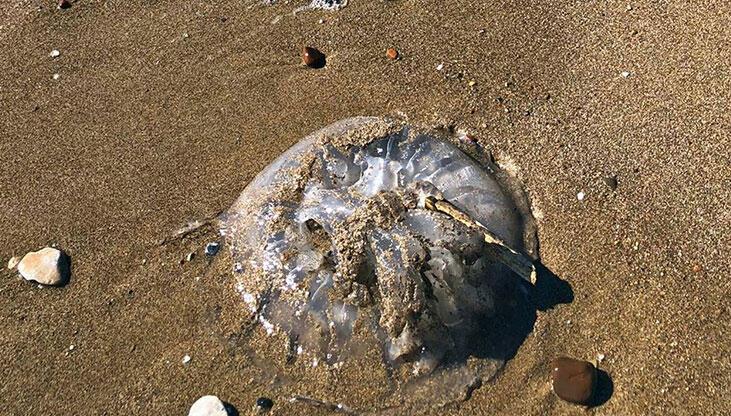 Akdeniz’de artan denizanaları için ‘Temastan kaçının’ uyarısı!