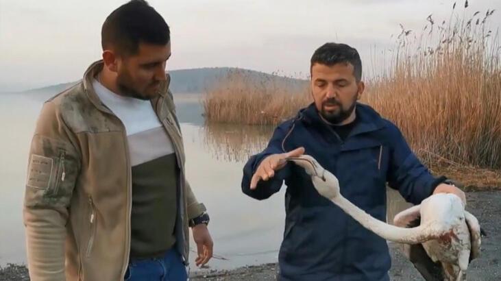 Bursa’da ayağı kırılan flamingoyu kurtardılar