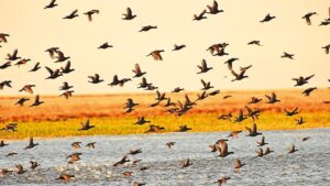 Doğanın bahar şenliği alanları