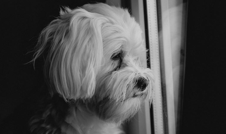 Dostlarını kaybeden köpeklerin ‘yas tuttuğu’ ortaya çıktı