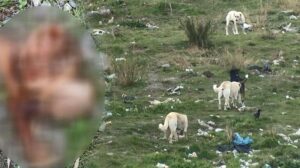 Eski fabrika arazisindeki onlarca köpek mahalleliyi tedirgin ediyor