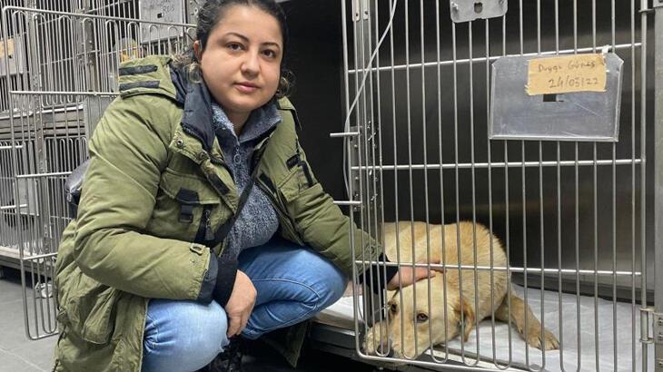 Hemşire  köpeğine çarpan aracın peşini bırakmadı, sürücüden şikayetçi oldu