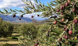 HKP’den zeytinlikler için Danıştay’a başvuru: Anayasa maddelerine aykırı