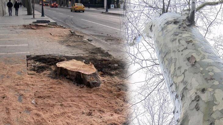 İBB, Beşiktaş’taki çınar ağaçlarını reklam için kestiği iddiası