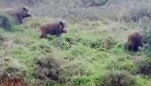 İstanbul’da domuz sürüsü paniği!