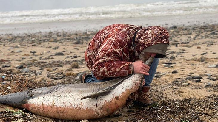 İstanbul’da korkutan görüntü! 24 ölü yunus balığı kıyıya vurdu