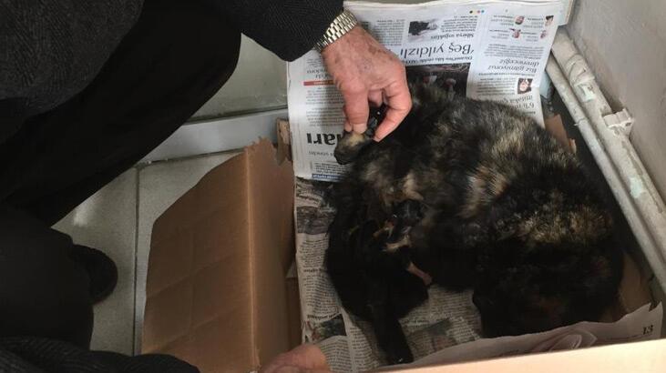 İşyeri önünde doğum yapan kediye sahip çıktılar