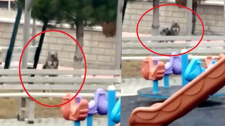 Kurt çocuk parkına indi! İlçede büyük korku