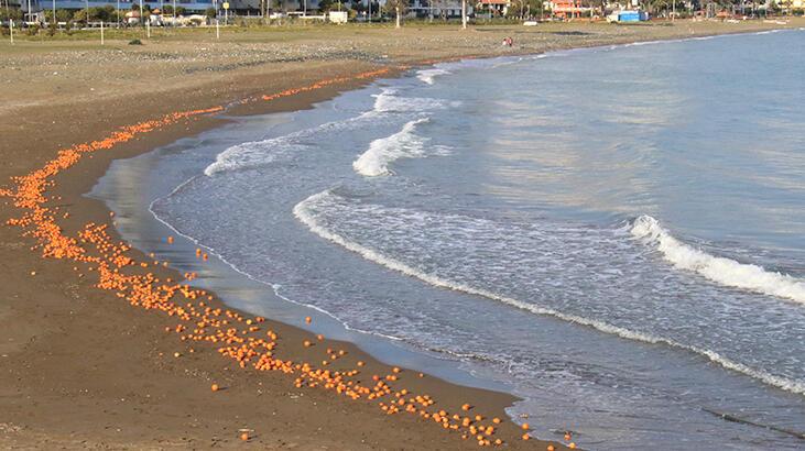 Mersin’de sahil portakal doldu