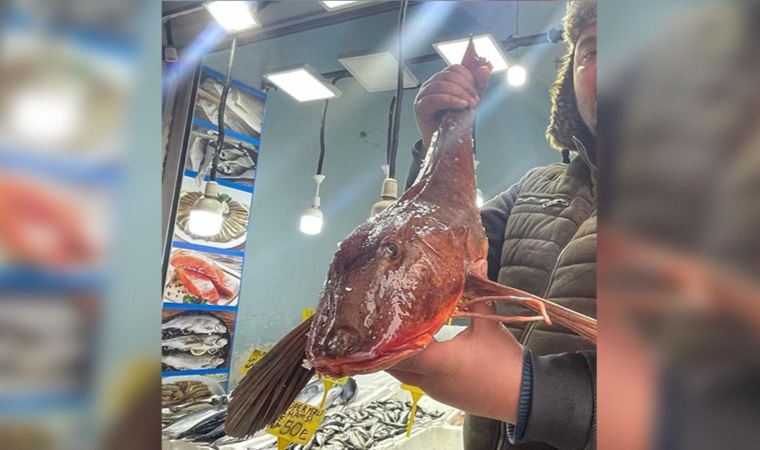 Ordu’da balıkçıların ağına takılan 4 kilogramlık kırlangıç balığı 800 liradan alıcı bekliyor