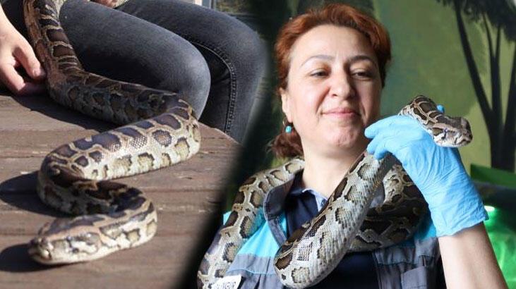 Pitonların Anası! Ölümcül yılanlara şefkatle yaklaşıyor